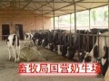 山西畜牧局奶牛养殖场