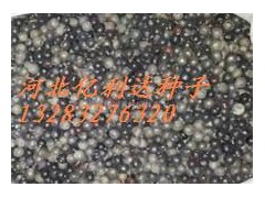 泊头亿利达种子苗木公司收购北栾种子图1
