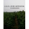 秋后大量供应冬红欧洲白蜡 鲁蜡5号 美国红叶白蜡闷子小苗