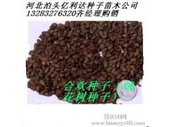 河北大量收购槐角国槐种子——沧州图1
