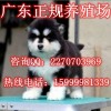 广州哪里有卖阿拉斯加犬 东胜正规养狗场基地