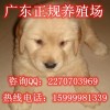 广州哪里有卖金毛犬 东胜正规养狗场基地