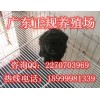 广州哪里有卖贵宾犬 东胜正规养狗场基地