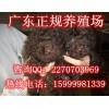 深圳哪里有卖贵宾犬 东胜正规养狗场直销