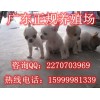 深圳哪里有卖吉娃娃犬 东胜正规养狗场直销