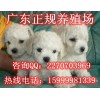 深圳哪里有卖比熊犬 东胜正规养狗场直销