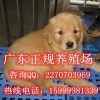 深圳哪里有卖金毛犬 东胜正规养狗场直销