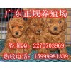 东莞哪里有卖泰迪熊犬 东莞哪里有养狗场