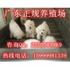 东莞哪里有卖比熊犬 东莞哪里有养狗场