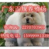 东莞哪里有卖松狮犬 东莞哪里有养狗场