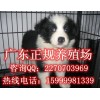 东莞哪里有卖边境牧羊犬 东莞哪里有养狗场