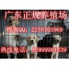 东莞哪里有卖拉布拉多犬 东莞哪里有养狗场