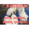 东莞哪里有卖萨摩耶犬 东莞哪里有养狗场