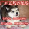 东莞哪里有卖阿拉斯加犬 东莞哪里有养狗场