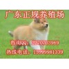 东莞哪里有卖苏格兰牧羊犬 东莞哪里有养狗场