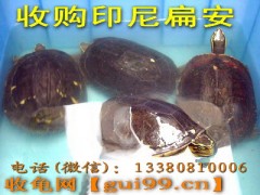 收购印尼扁安(收龟网)图1
