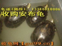 收购安布龟(收龟网)图1