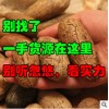 连云港哪里批发千眼菩提子？