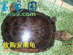 高价收购安南龟龟图1