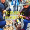 深圳【千眼菩提批发】厂家直销