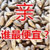 白城千眼菩提子批发